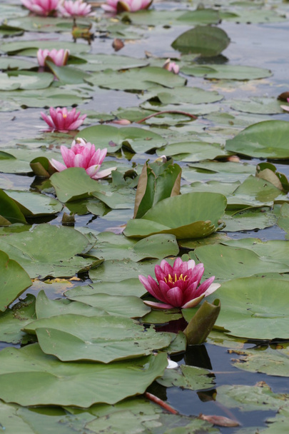 Water lily - Φωτογραφία, εικόνα
