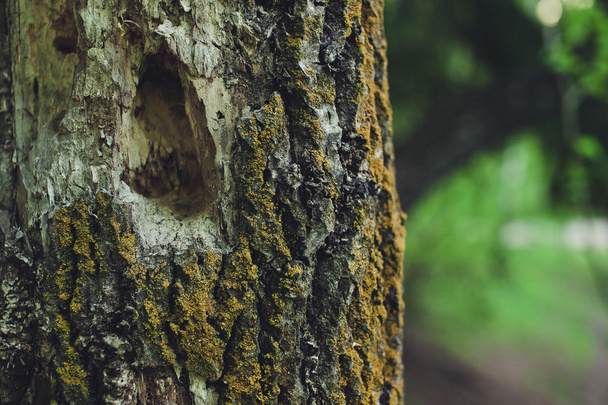 Hollowed tree woodpecker. - Foto, Bild