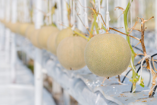 melons de cantaloup poussant dans une serre
 - Photo, image