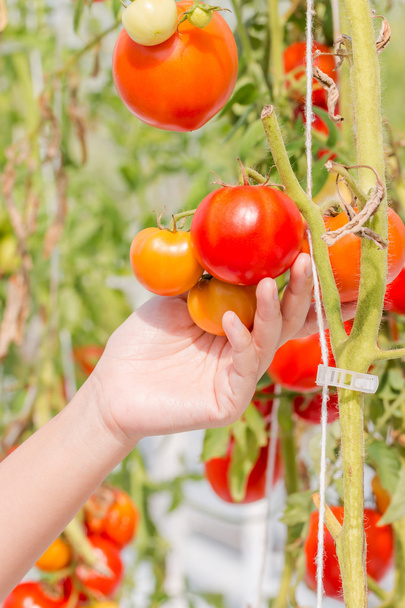 cultivo de tomate en invernadero
 - Foto, Imagen