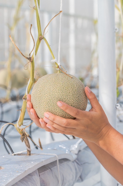 Melones melones que crecen en un invernadero
 - Foto, Imagen