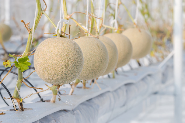 Meloni di melone che crescono in serra
 - Foto, immagini