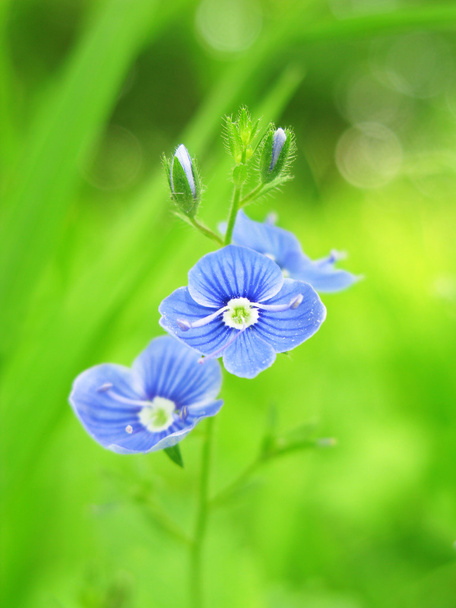 λουλούδι germander speedwell - Φωτογραφία, εικόνα