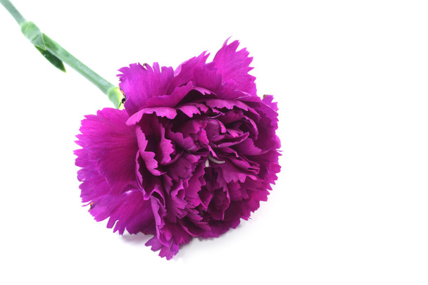 白い背景の美しい紫のカーネーションの花 - 写真・画像