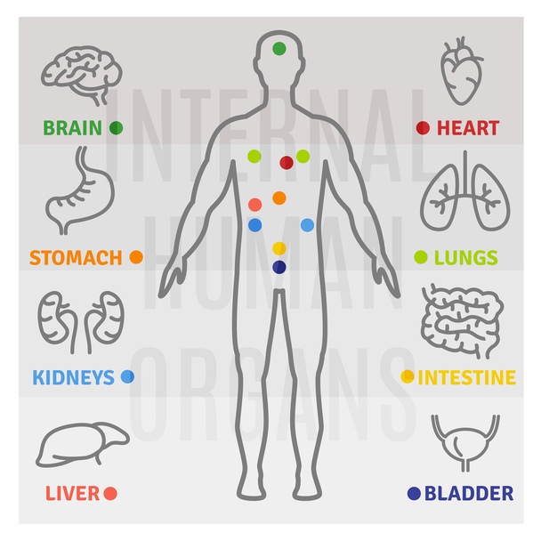 Vector icons of internal human organs flat design - Vector, Image