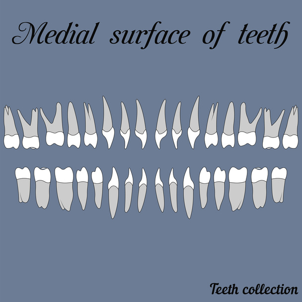 Surface médiane des dents
 - Vecteur, image