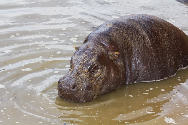 A rare pygmy hippopotamus (Choeropsis liberiensis) partially submerged - Photo, Image
