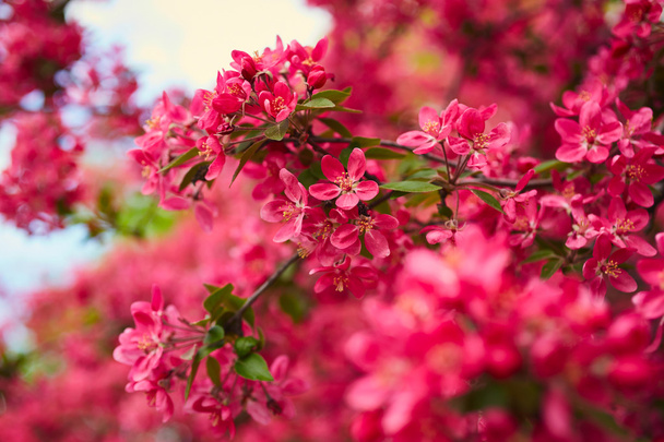 wiosną kwitnące drzewo  - Zdjęcie, obraz