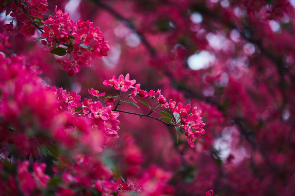 Árbol floreciente primavera
  - Foto, Imagen