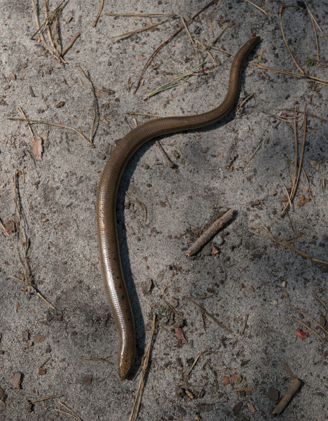 Медленный червь на песчаной земле
 - Фото, изображение