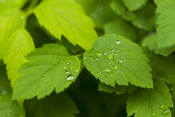 Raindrops on green leaves - Foto, afbeelding