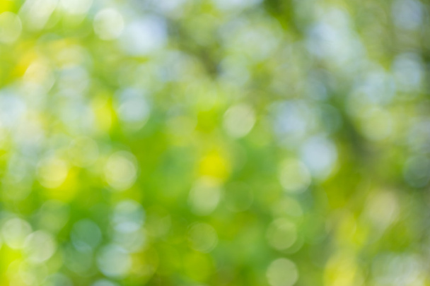 Natuurlijke groene blured achtergrond of bokeh achtergrond - Foto, afbeelding