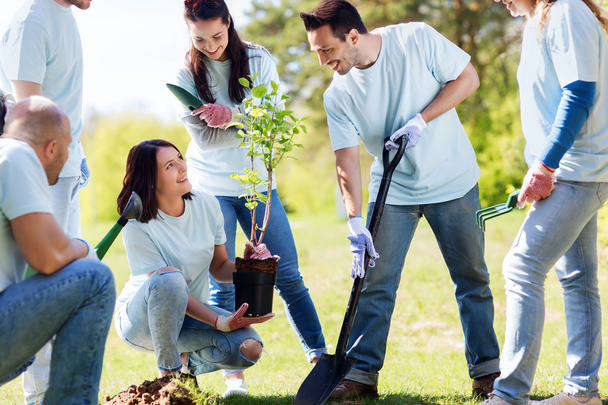 group of volunteers planting tree in park - Foto, Imagem