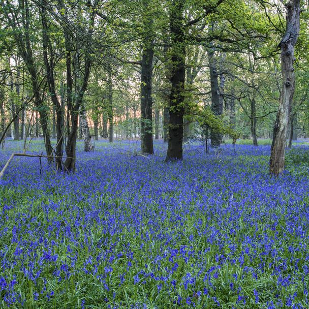 Ohromující obraz krajiny bluebell lesa na jaře - Fotografie, Obrázek