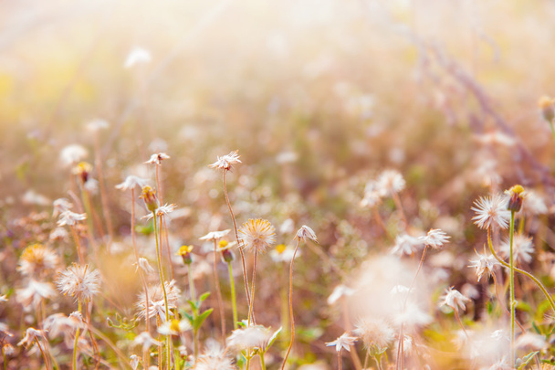 wildflower přírodní zázemí v ročníku barevný tón - Fotografie, Obrázek