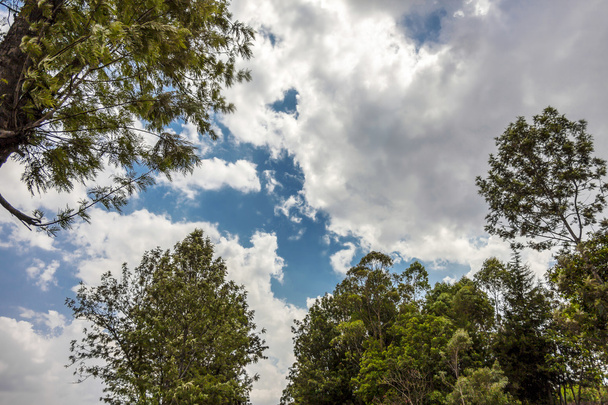Голубое небо и облака кажутся между деревьями
. - Фото, изображение