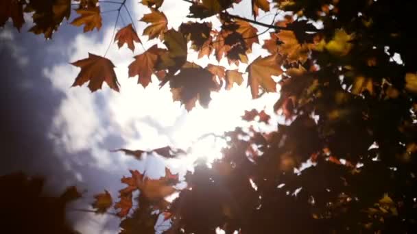 Primer plano de hermoso paisaje con árboles mágicos de otoño, hojas amarillas y un clima soleado increíblemente cálido y tranquilo
. - Metraje, vídeo