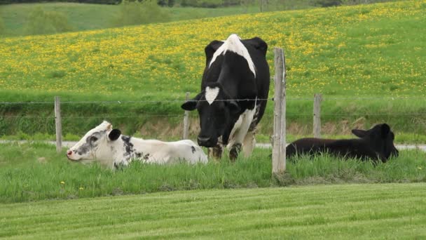Holstein Friesians bovins dans le pâturage
 - Séquence, vidéo