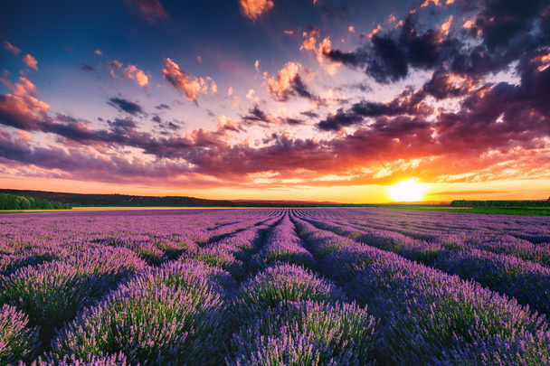 Lavender flower blooming fields in endless rows. Sunset shot. - Photo, Image