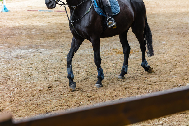treinamento de cavalos ao ar livre
 - Foto, Imagem