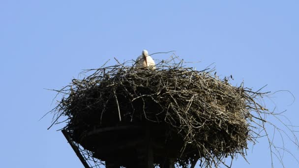cegonha em um ninho em um telhado
 - Filmagem, Vídeo