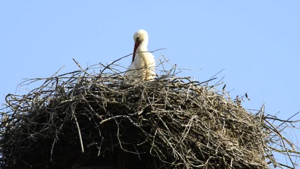 cegonha em um ninho em um telhado
 - Filmagem, Vídeo