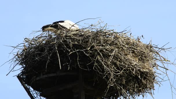 Gólya a fészekben a tetőn - Felvétel, videó