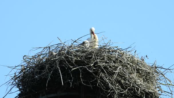 Čáp v hnízdě na střeše - Záběry, video