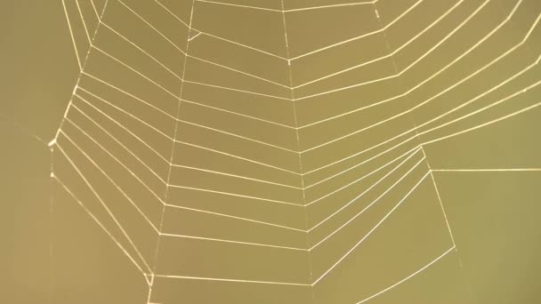 spider web with brown background - Footage, Video