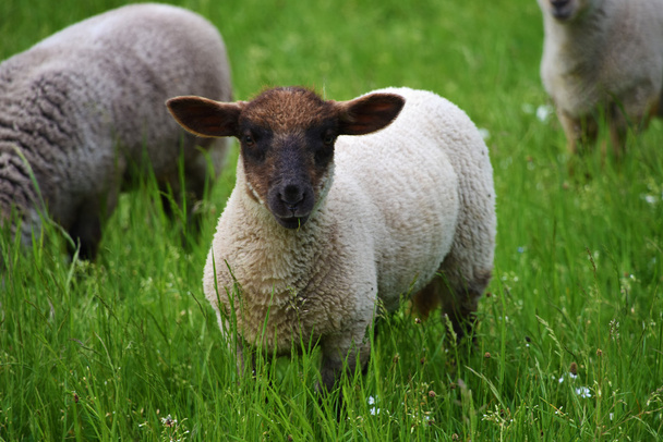 Schafe auf Wiese mit grünem Gras - Foto, Bild