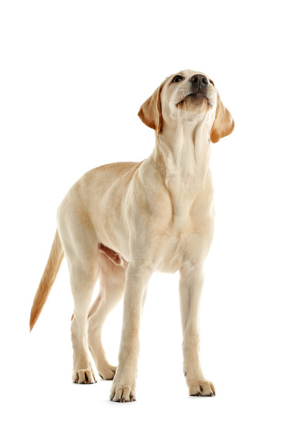 Cute Labrador dog - Valokuva, kuva