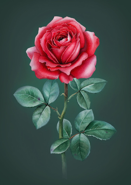 Watercolor rose flower card - 写真・画像