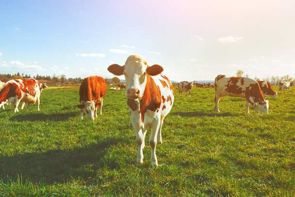 Cows at summer green field - Photo, Image