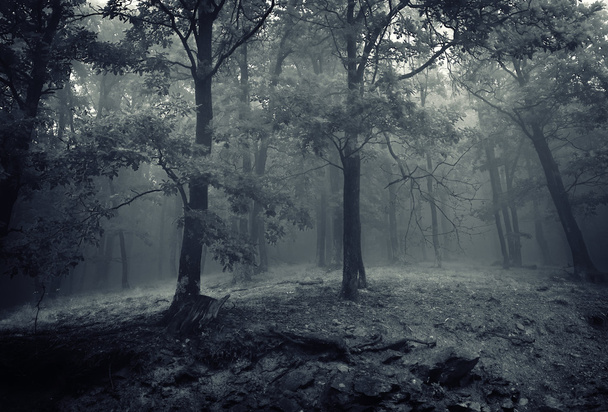 Oak trees in a forest with fog - Photo, Image