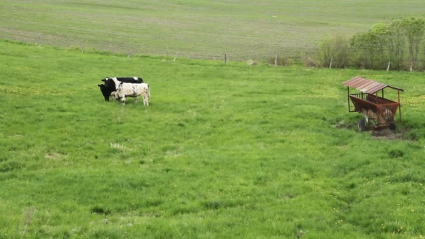 Holstein Friesians bovins dans le pâturage
 - Séquence, vidéo
