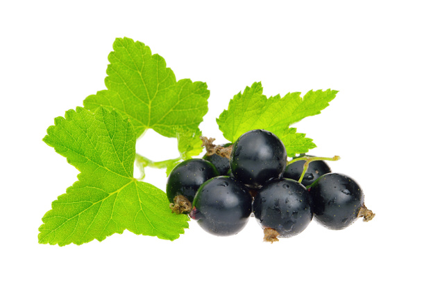 Black currant isolated 01 - Foto, Imagen
