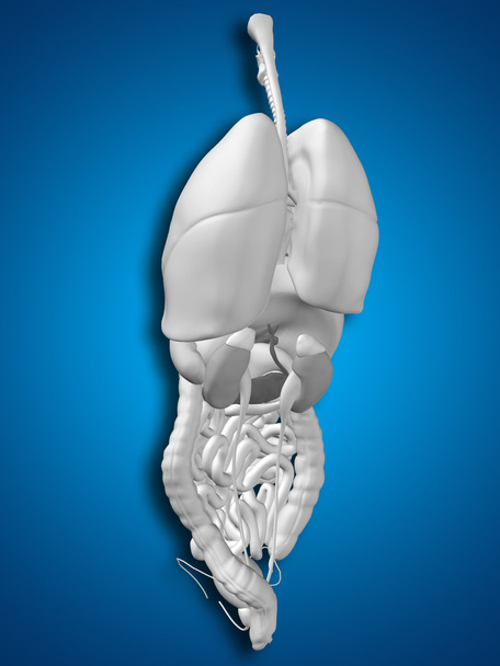 внутренние органы брюшной полости
 - Фото, изображение