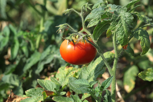 新鮮な赤いトマトと緑の葉 - 写真・画像