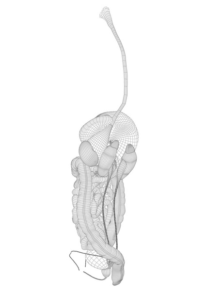 Model szkieletowy siatka układu pokarmowego  - Zdjęcie, obraz
