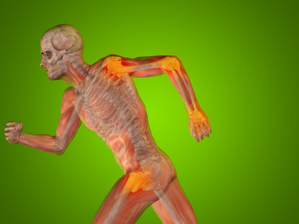 Anatomía del hombre humano
  - Foto, Imagen