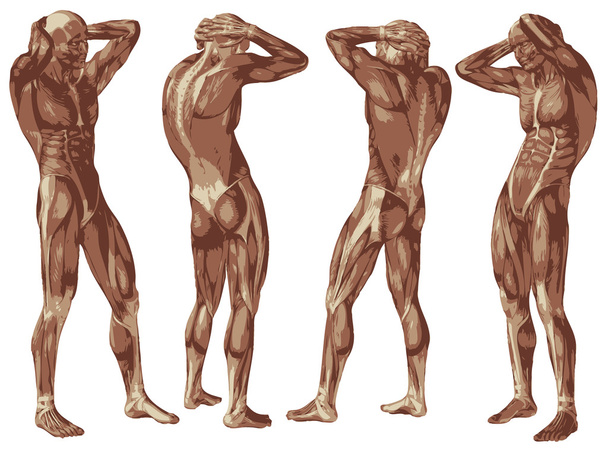 conceptual   human anatomy - Photo, Image