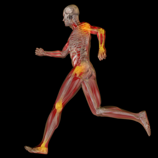  Käsitteellinen ihmisen anatomia
 - Valokuva, kuva