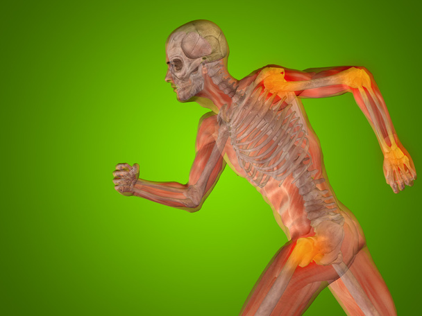 human man anatomy  - Photo, Image