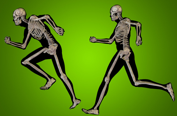 ανθρώπινοι σκελετοί, διαφανών σωμάτων - Φωτογραφία, εικόνα