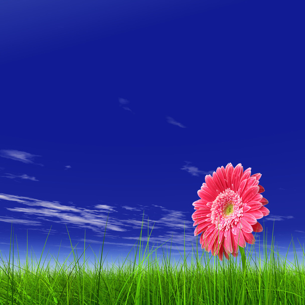  travnaté hřiště a květina  - Fotografie, Obrázek