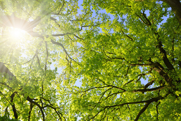 Bujny zielony wiosna gałęzie dębu z światło słoneczne. - Zdjęcie, obraz