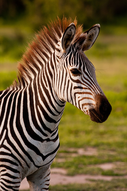 Зебра в дикой природе - Фото, изображение