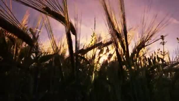 Oren van tarwe in zomer zonsondergang - Video