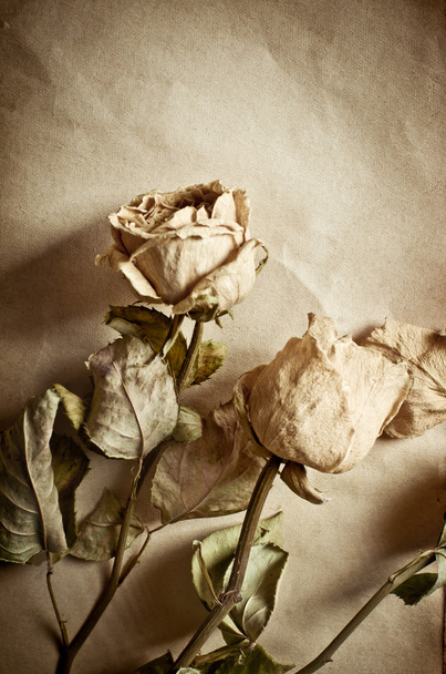 Roses and old book - Photo, Image