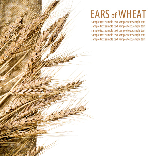 pšenice a pytlovina tkanina na izolované bílém pozadí - Fotografie, Obrázek